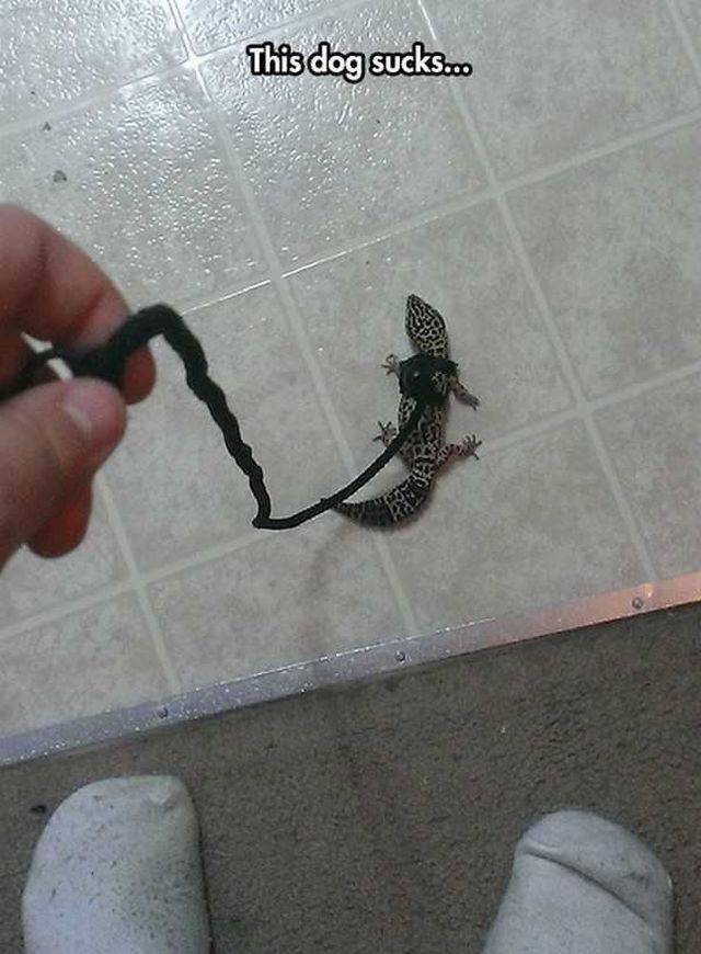Content Image