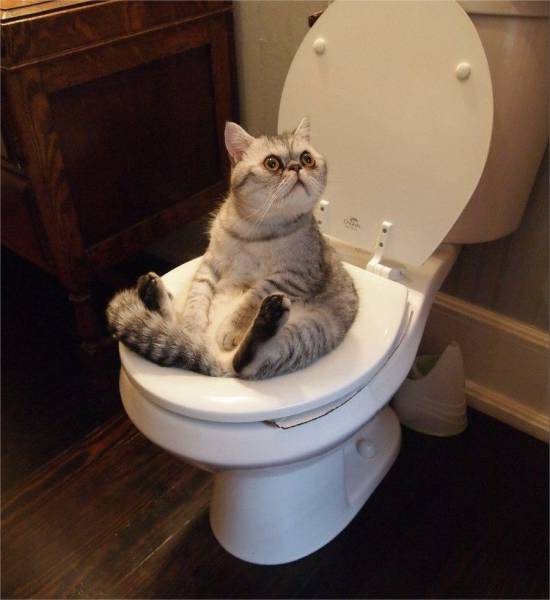 Content Image