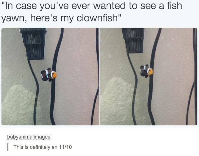Daily Picdump