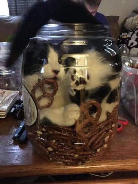 Morning Picdump
