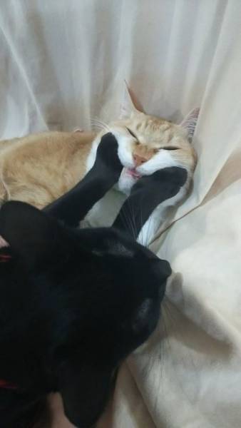 Daily Picdump [WEEKEND EDITION]
