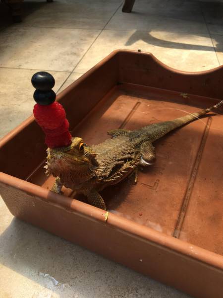Content Image