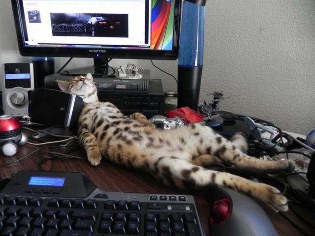 Daily Picdump