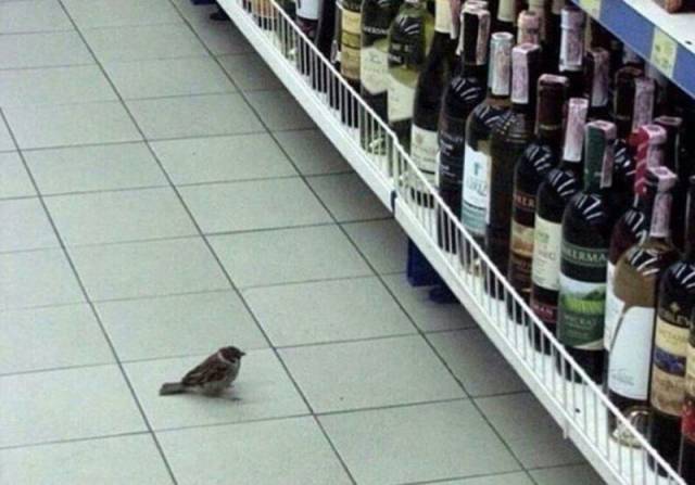 Daily Picdump
