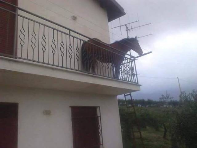 Content Image