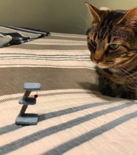 Content Image