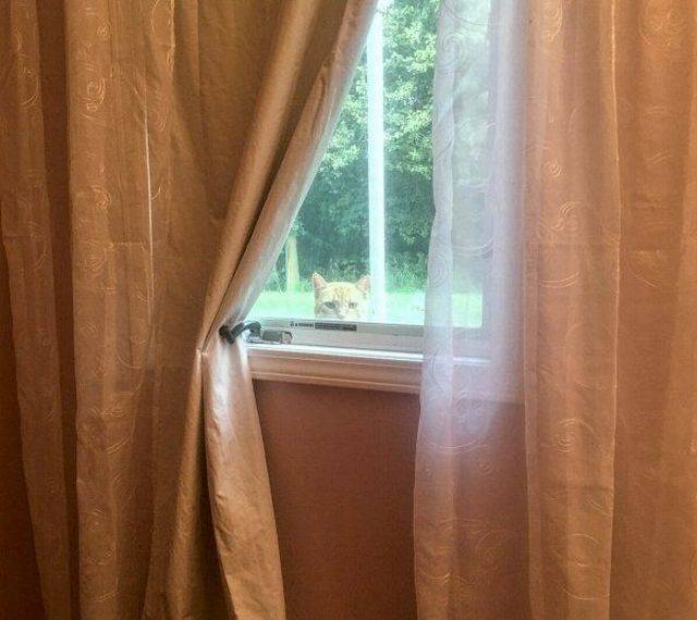Content Image
