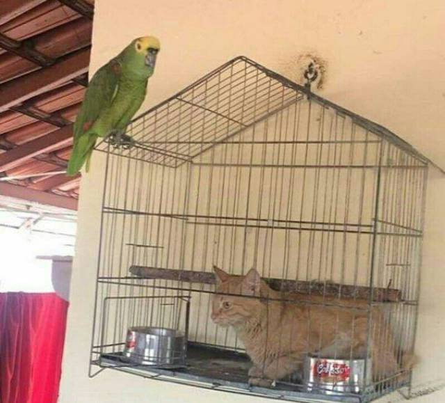 Content Image