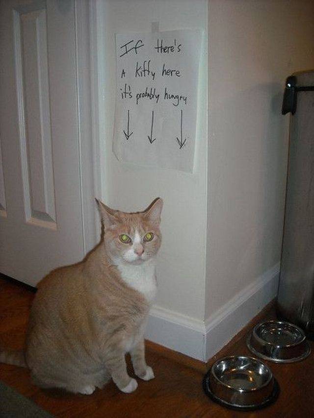 Content Image