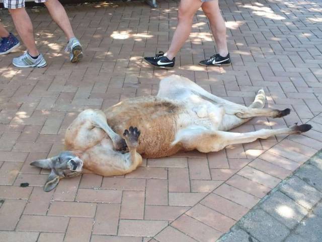 Daily Picdump