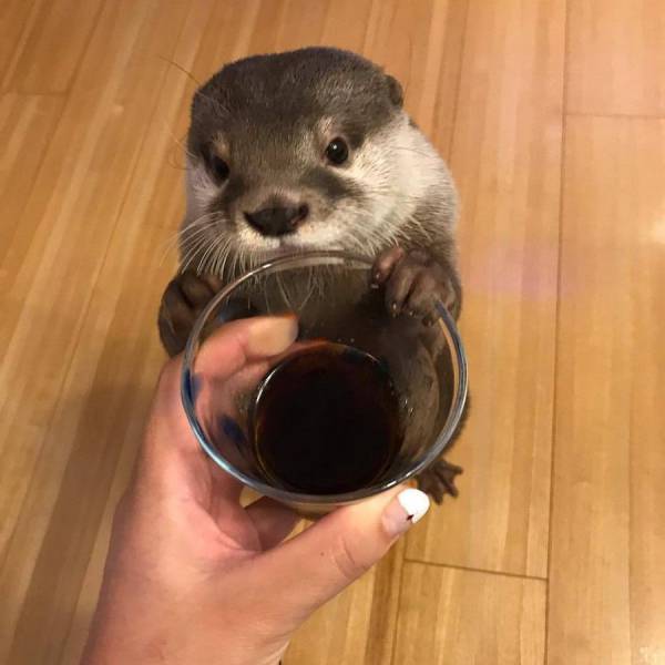 Content Image
