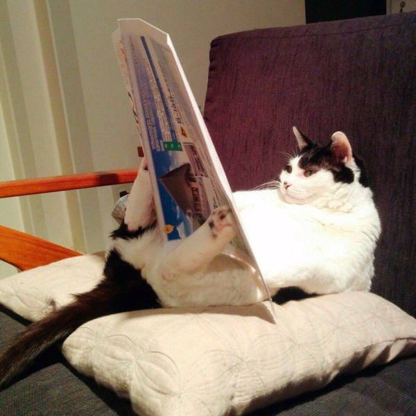 Content Image