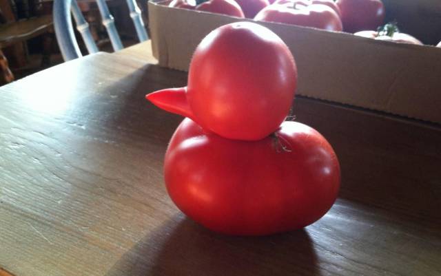 Content Image