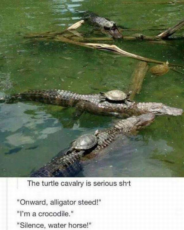 Content Image