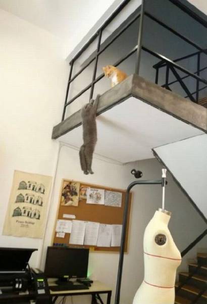 Content Image