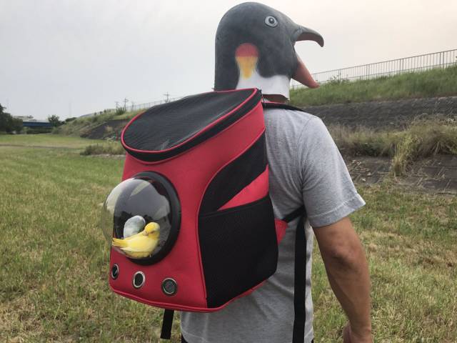 Content Image