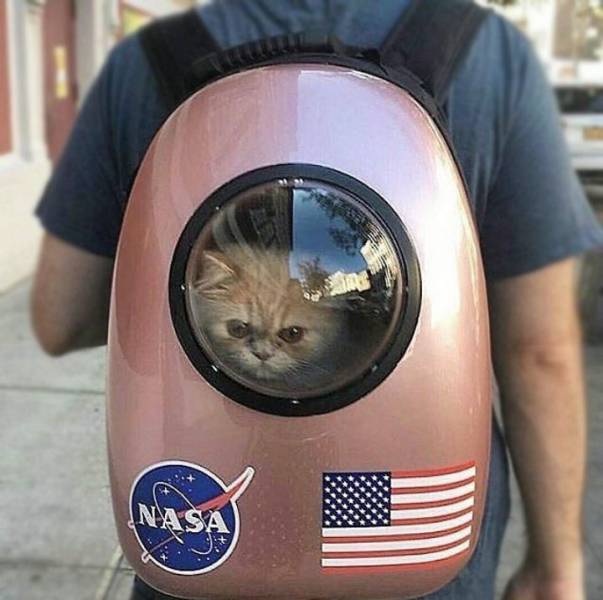 Content Image