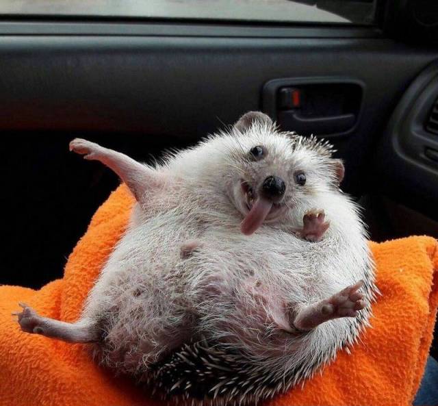 Daily Picdump