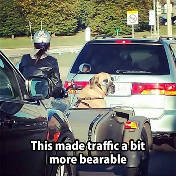 Daily Picdump