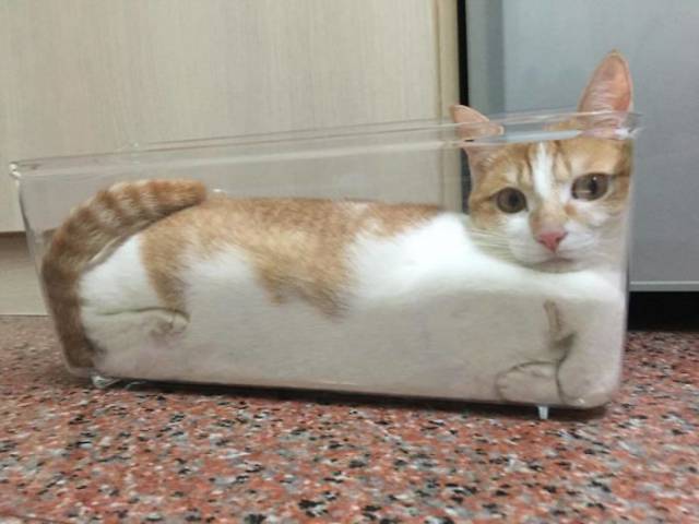 If It Fits, I Sits