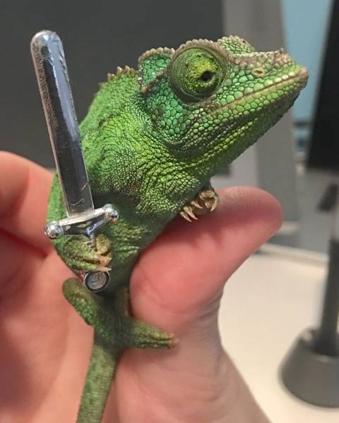 Daily Picdump