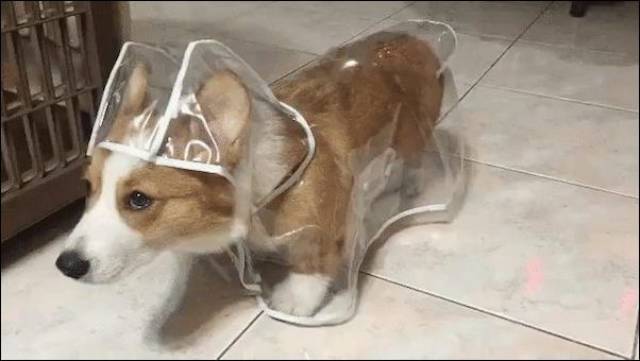 Content Image
