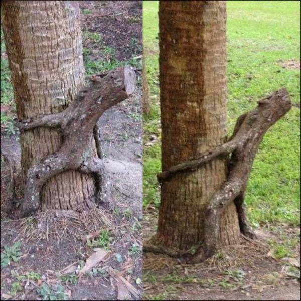 Content Image