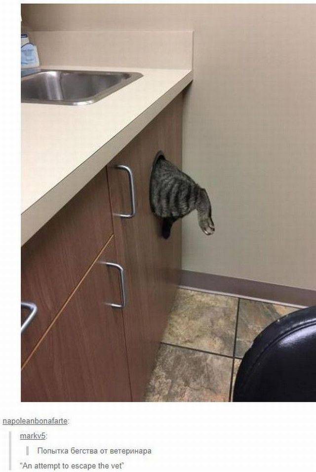 Content Image