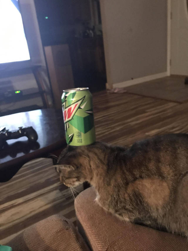 Content Image