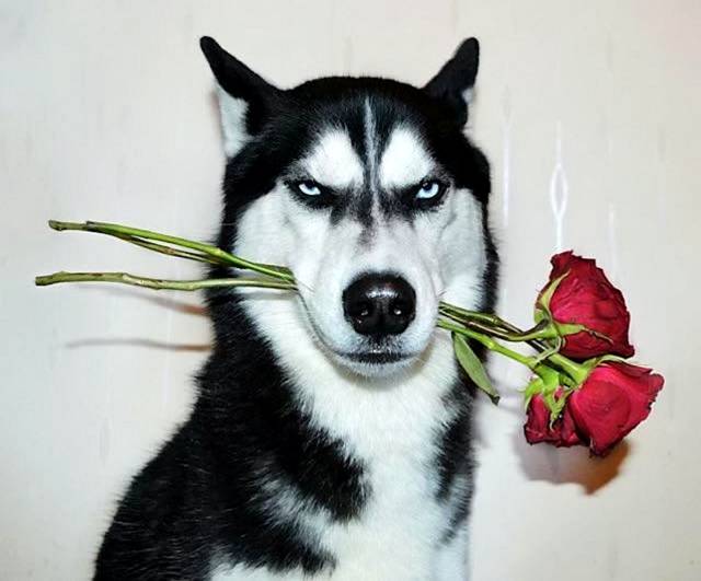 Content Image