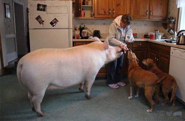 Daily Picdump