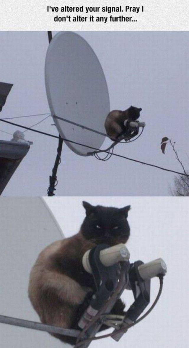 Content Image