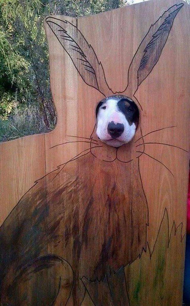 Content Image