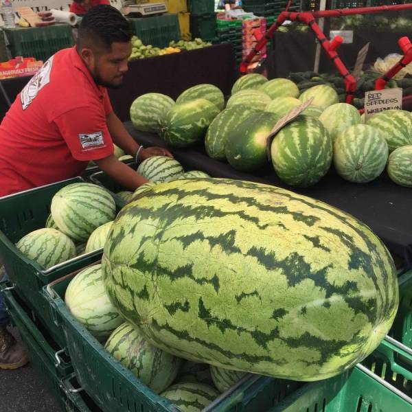 Content Image