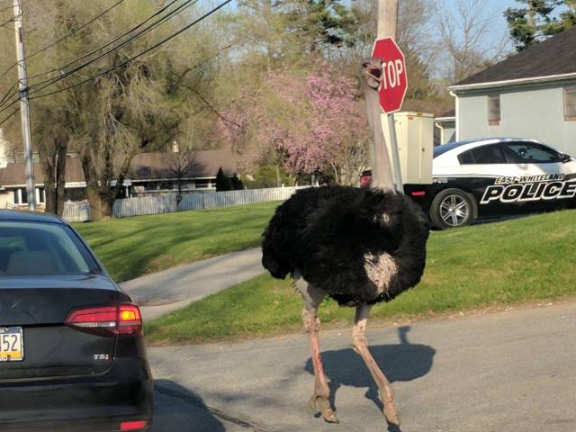 Content Image
