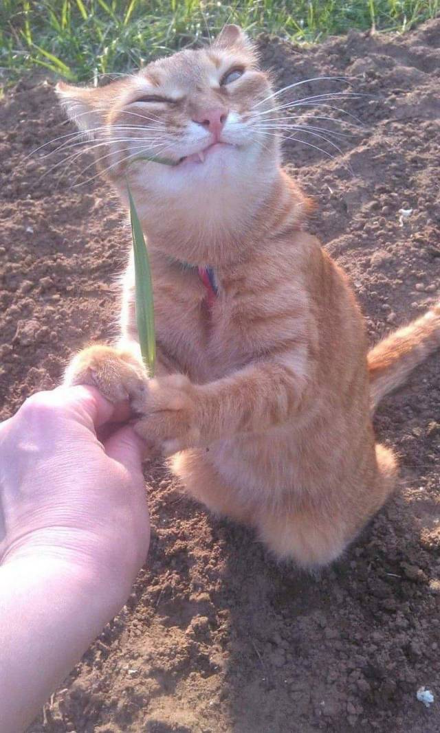 Content Image