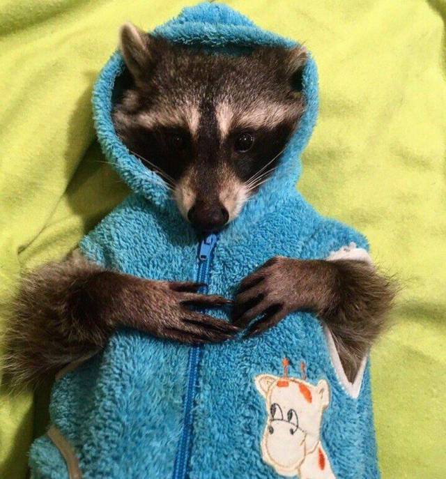 Content Image