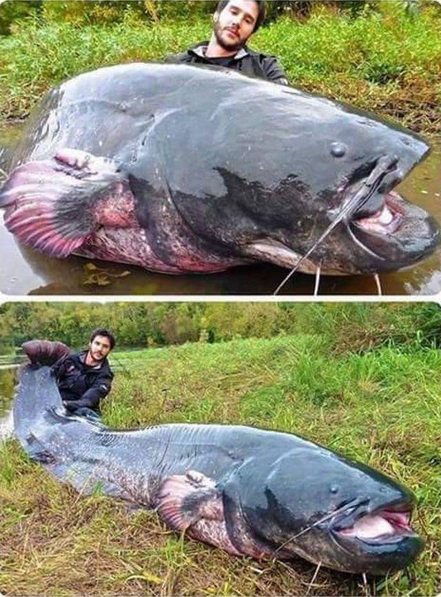 Content Image