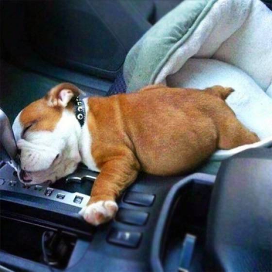 Morning Picdump