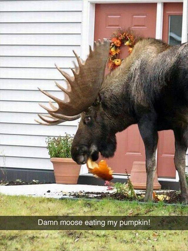 Daily Picdump