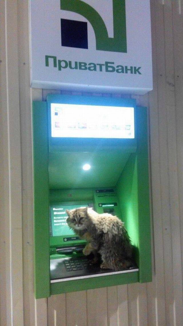 Content Image