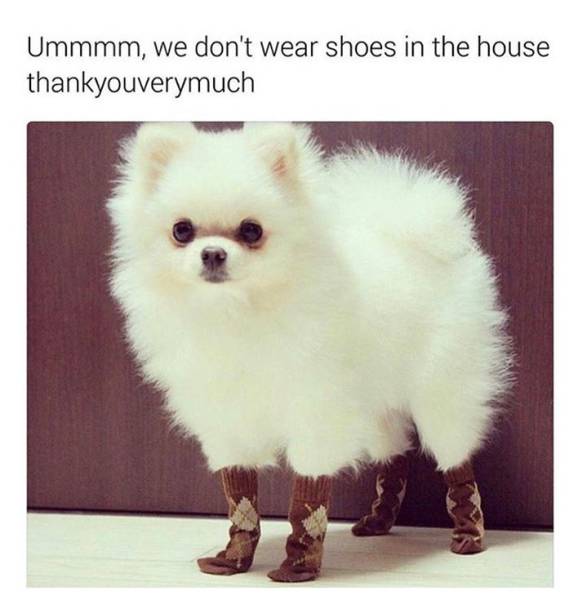 Funny Picdump