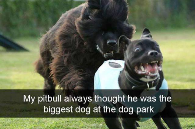Content Image