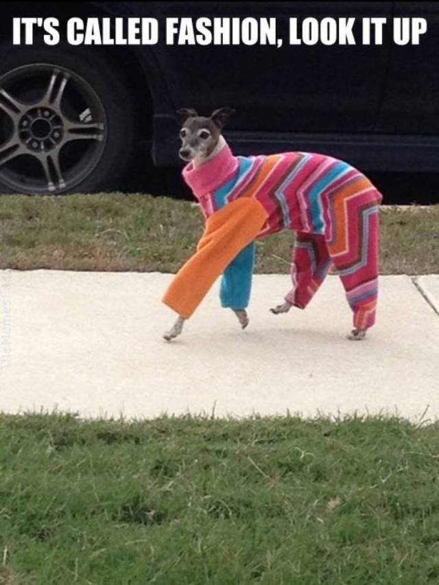 Funny Picdump