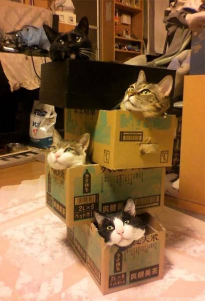 Content Image