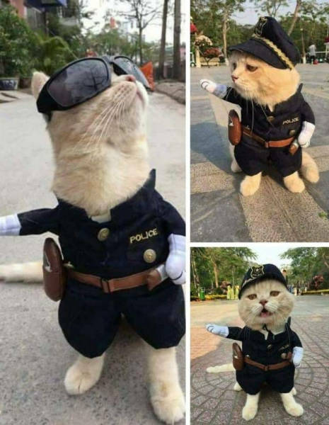 Funny Picdump