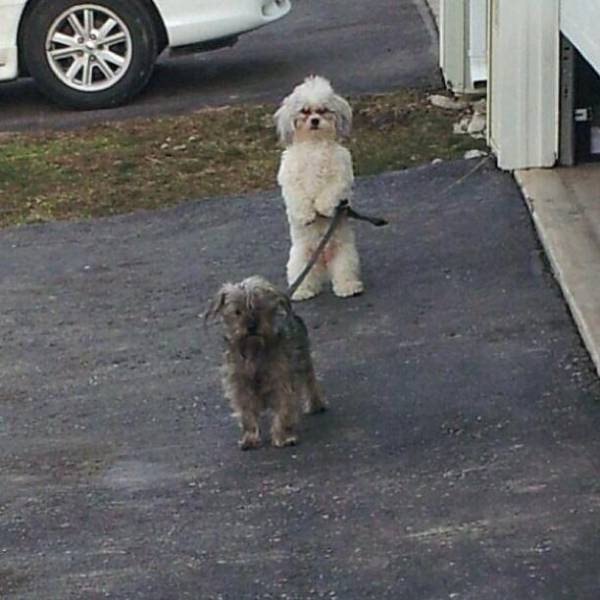 Content Image