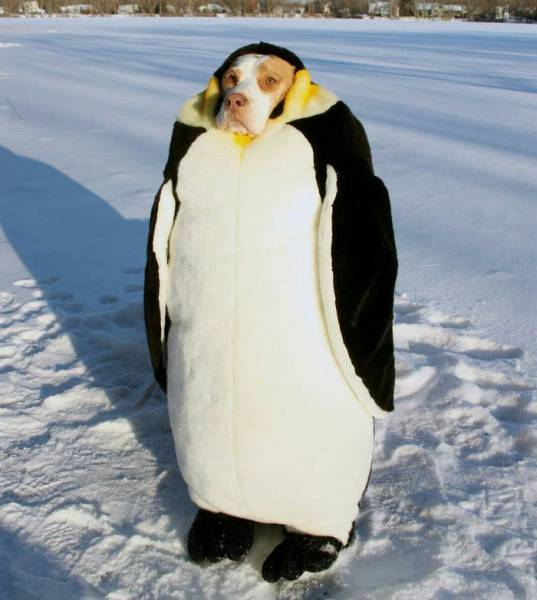 Daily Picdump