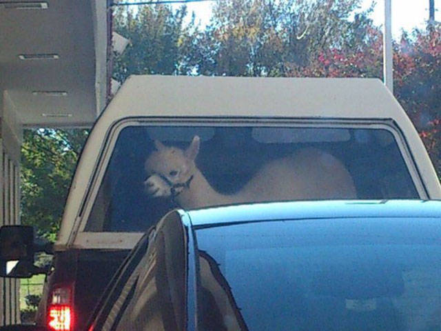 Content Image