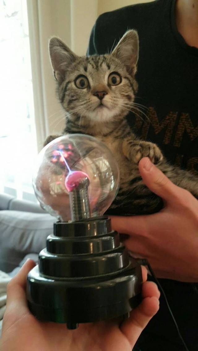 Content Image